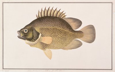 Tripletail, from Drawings of Fishes from Malacca, c.1805-18 by Chinese School